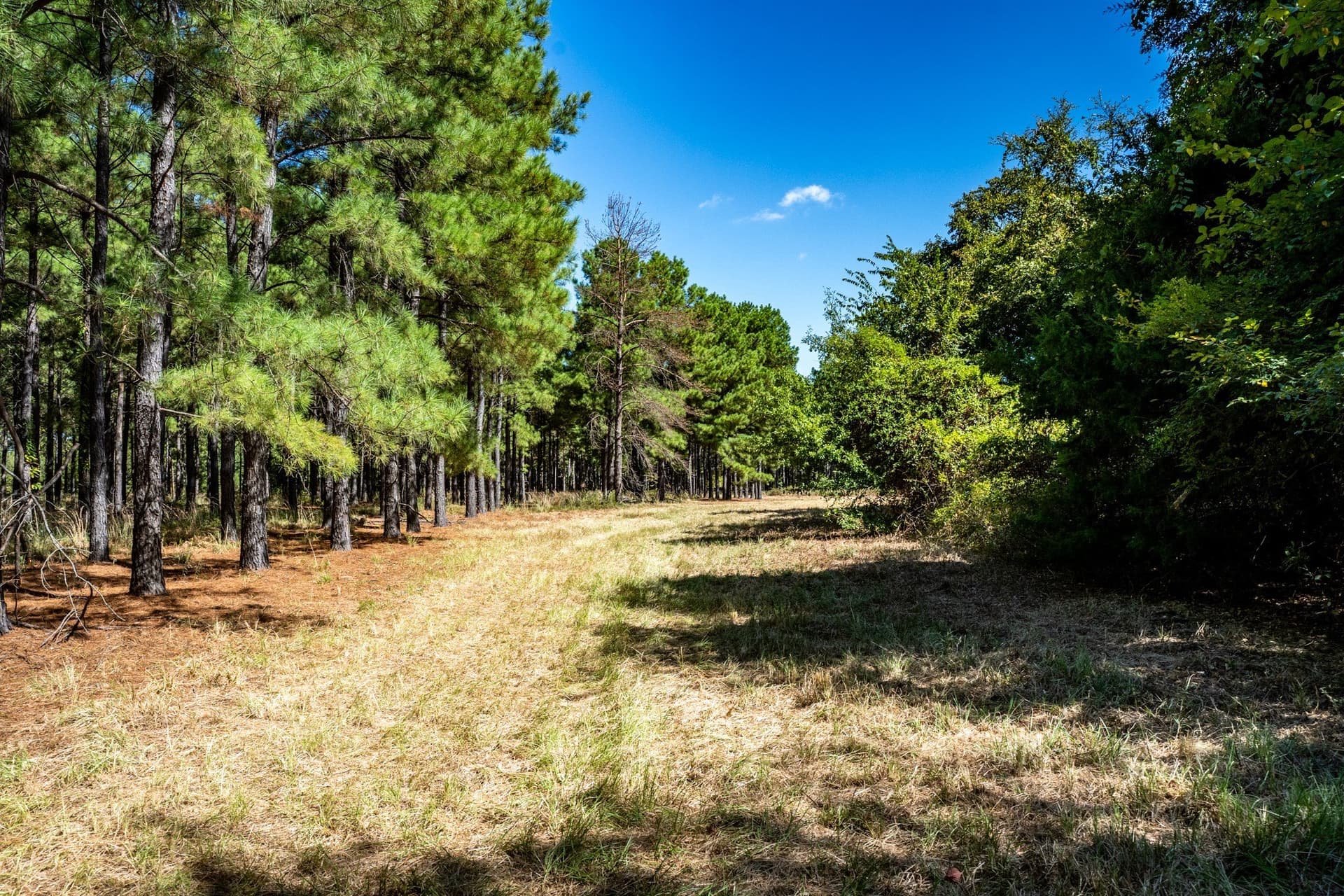 178 acres in Lamar County - photo 20