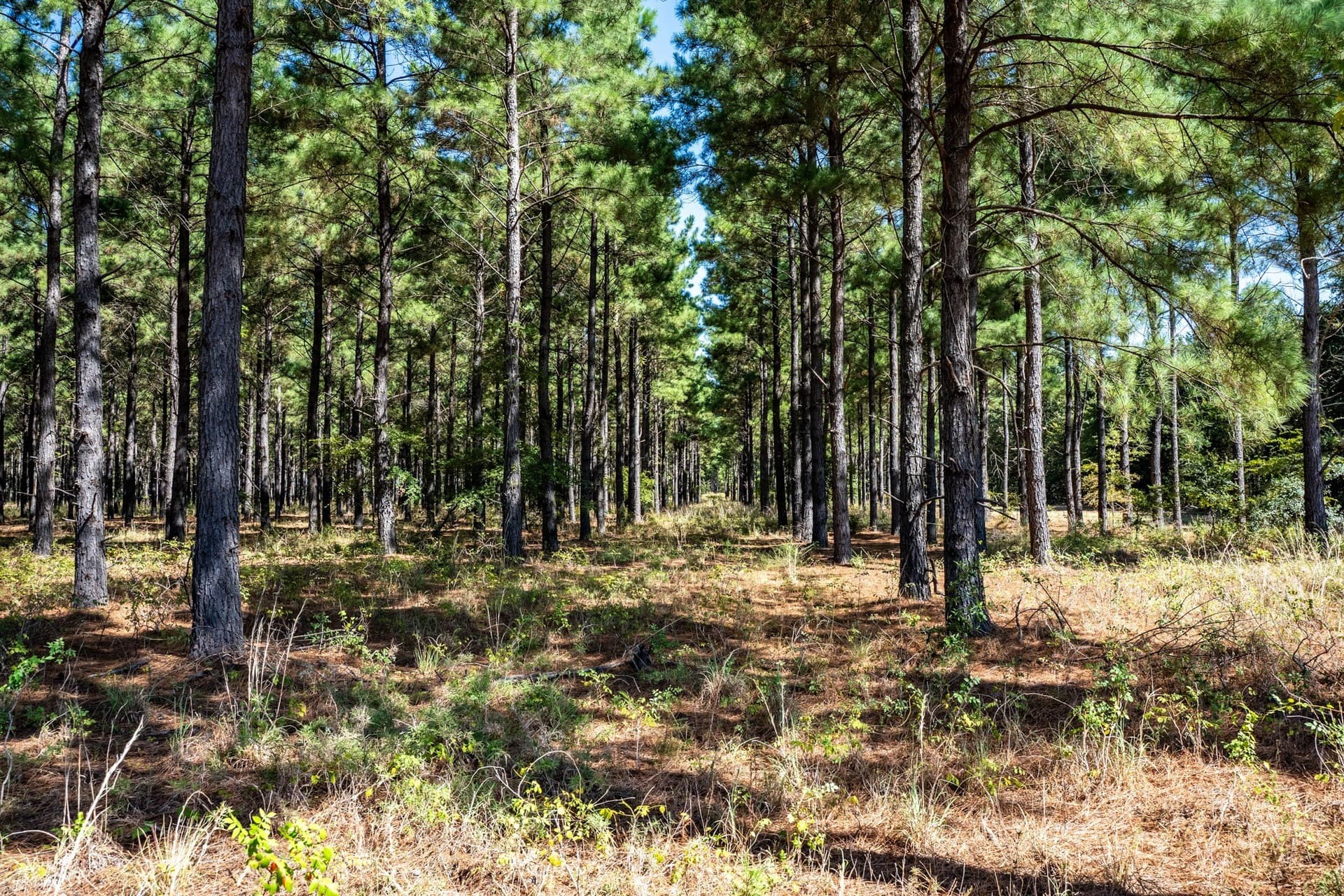 178 acres in Lamar County - photo 24