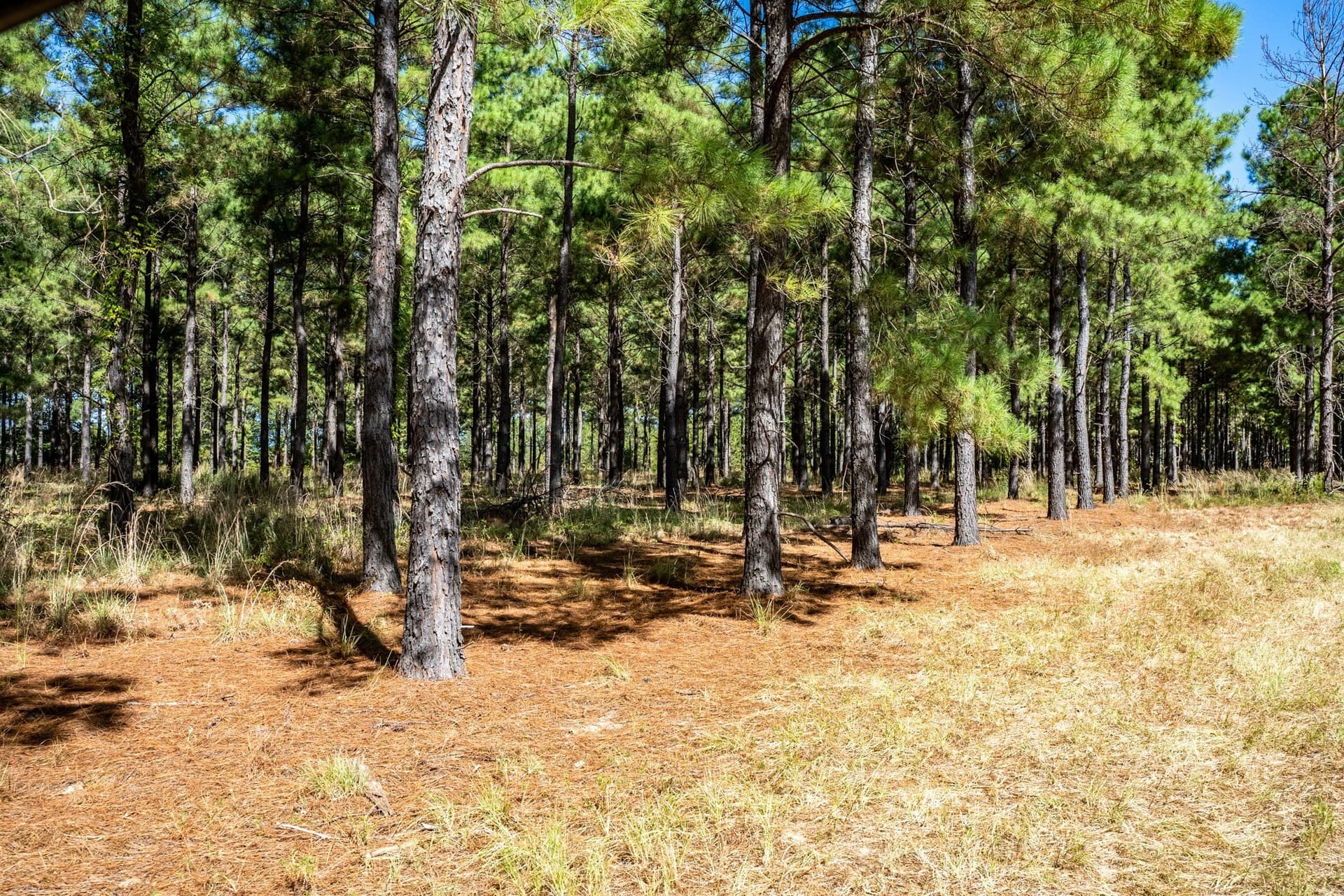 178 acres in Lamar County - photo 21