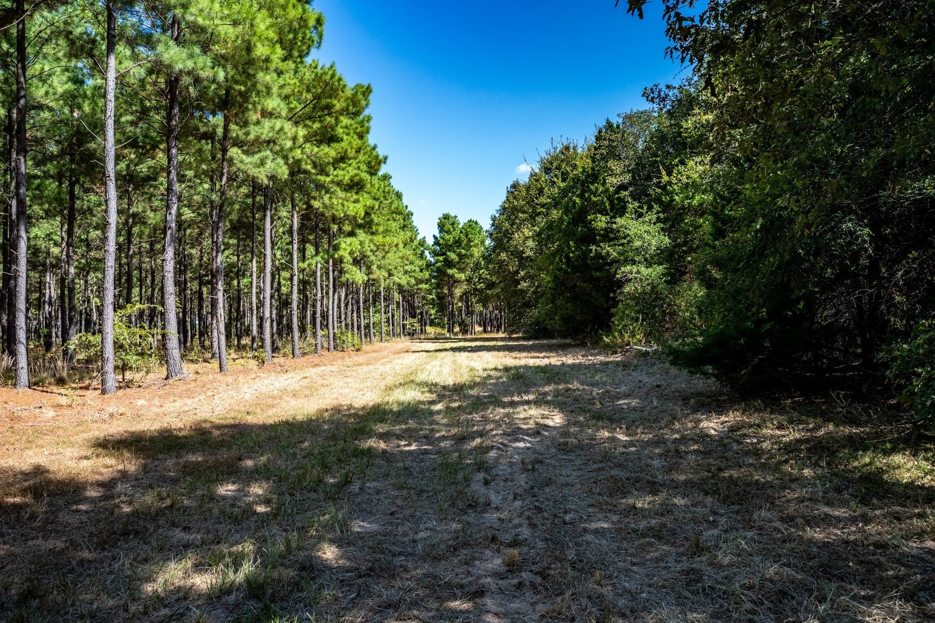 178 acres in Lamar County - photo 26