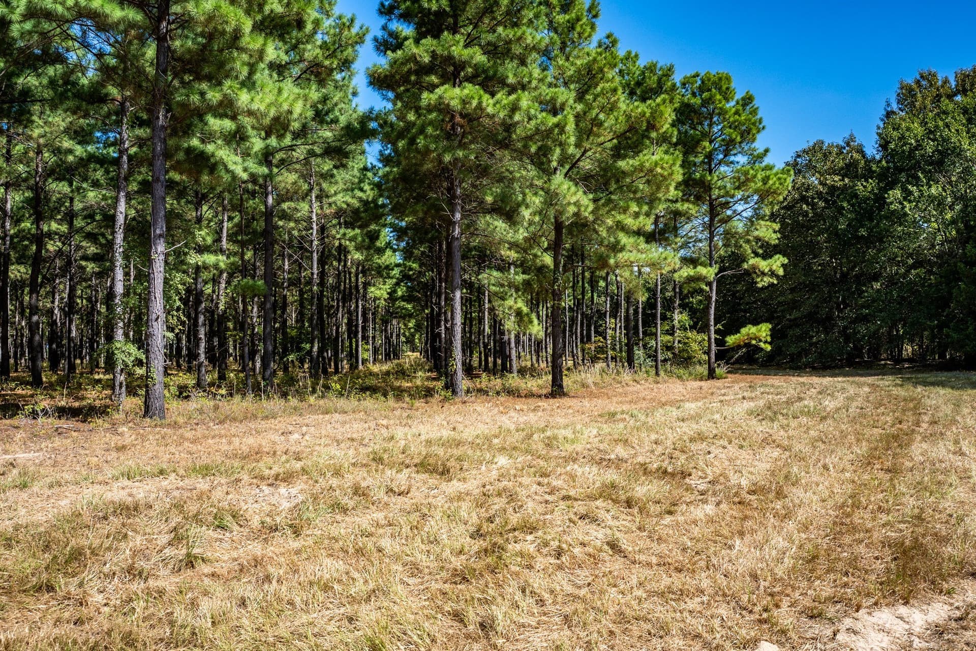 178 acres in Lamar County - photo 23