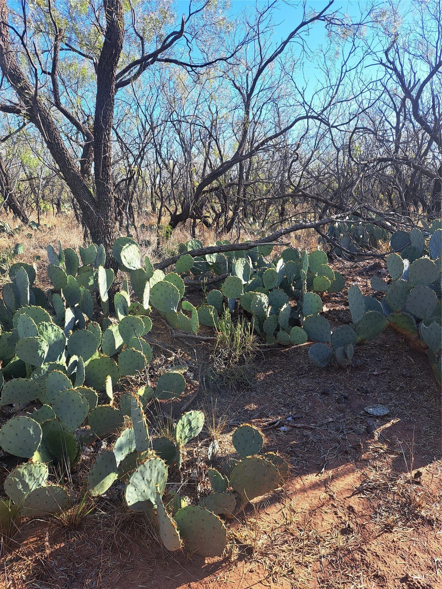 158.5 acres in Fisher County - photo 18