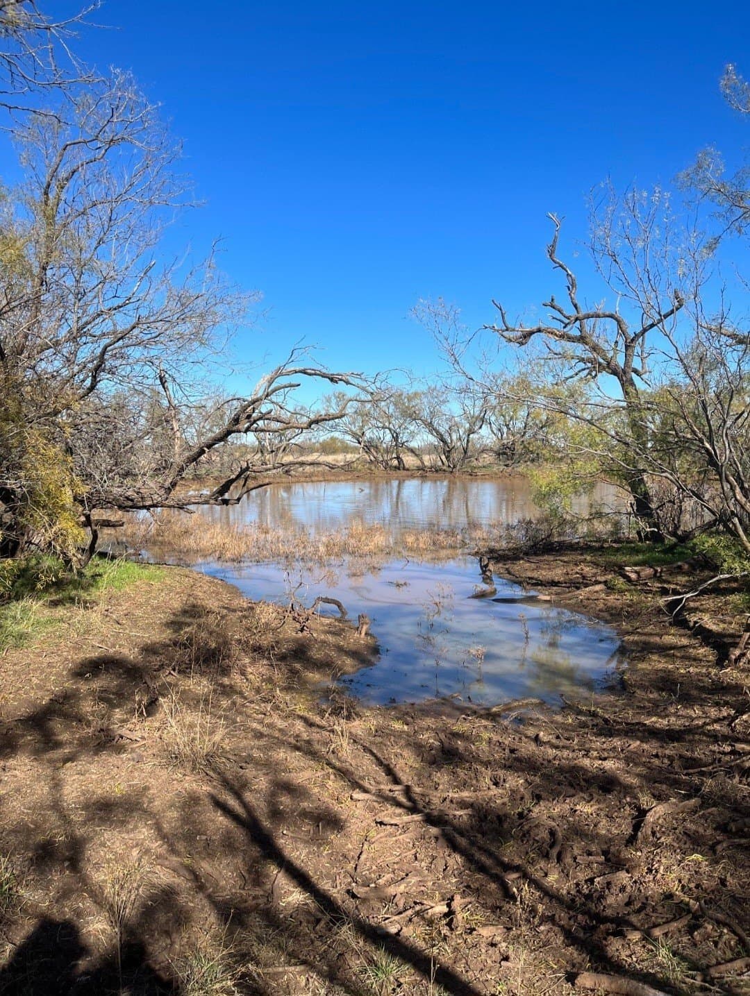158.5 acres in Fisher County gallery image 2