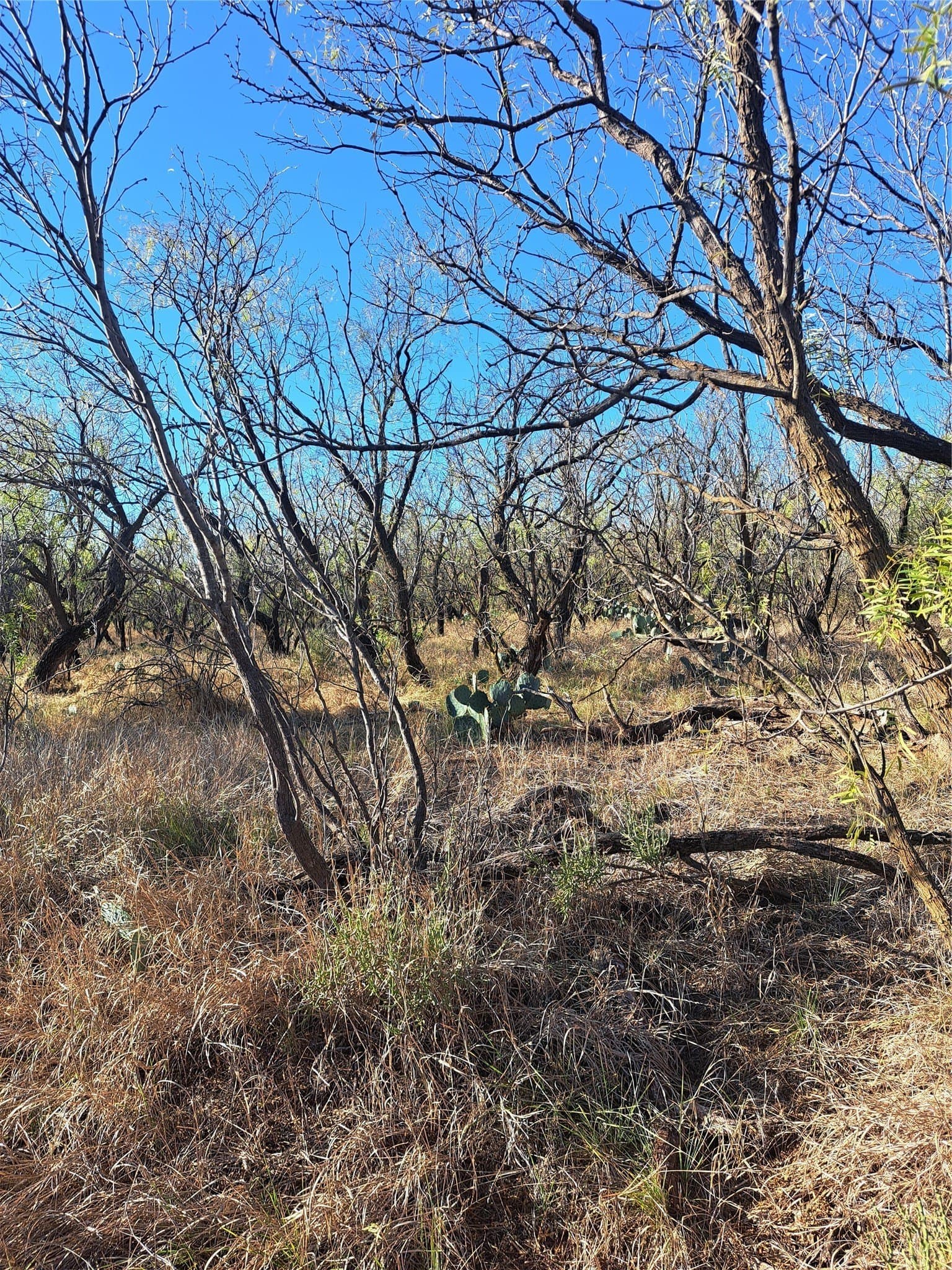 158.5 acres in Fisher County - photo 16