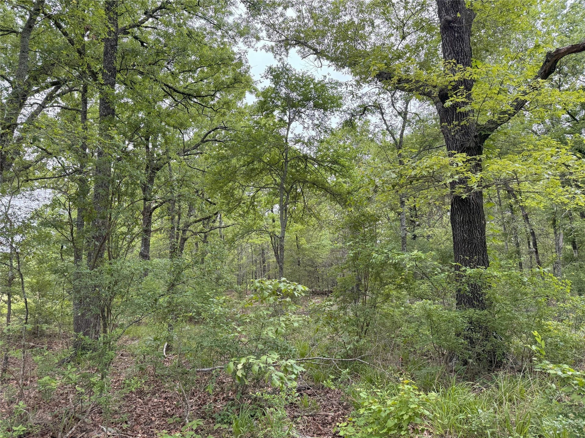 10.01 acres in Rains County - photo 11