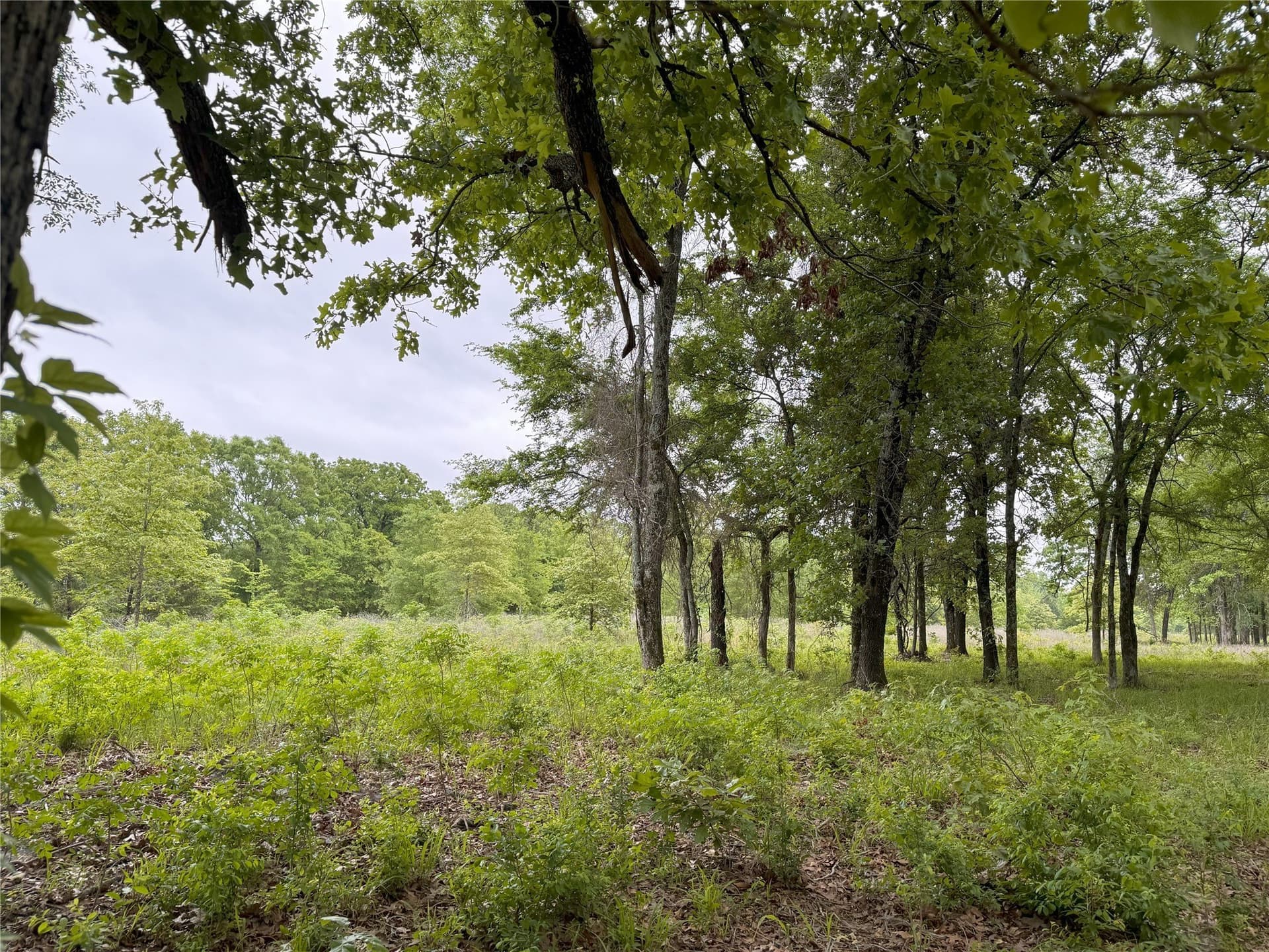10.01 acres in Rains County - photo 10