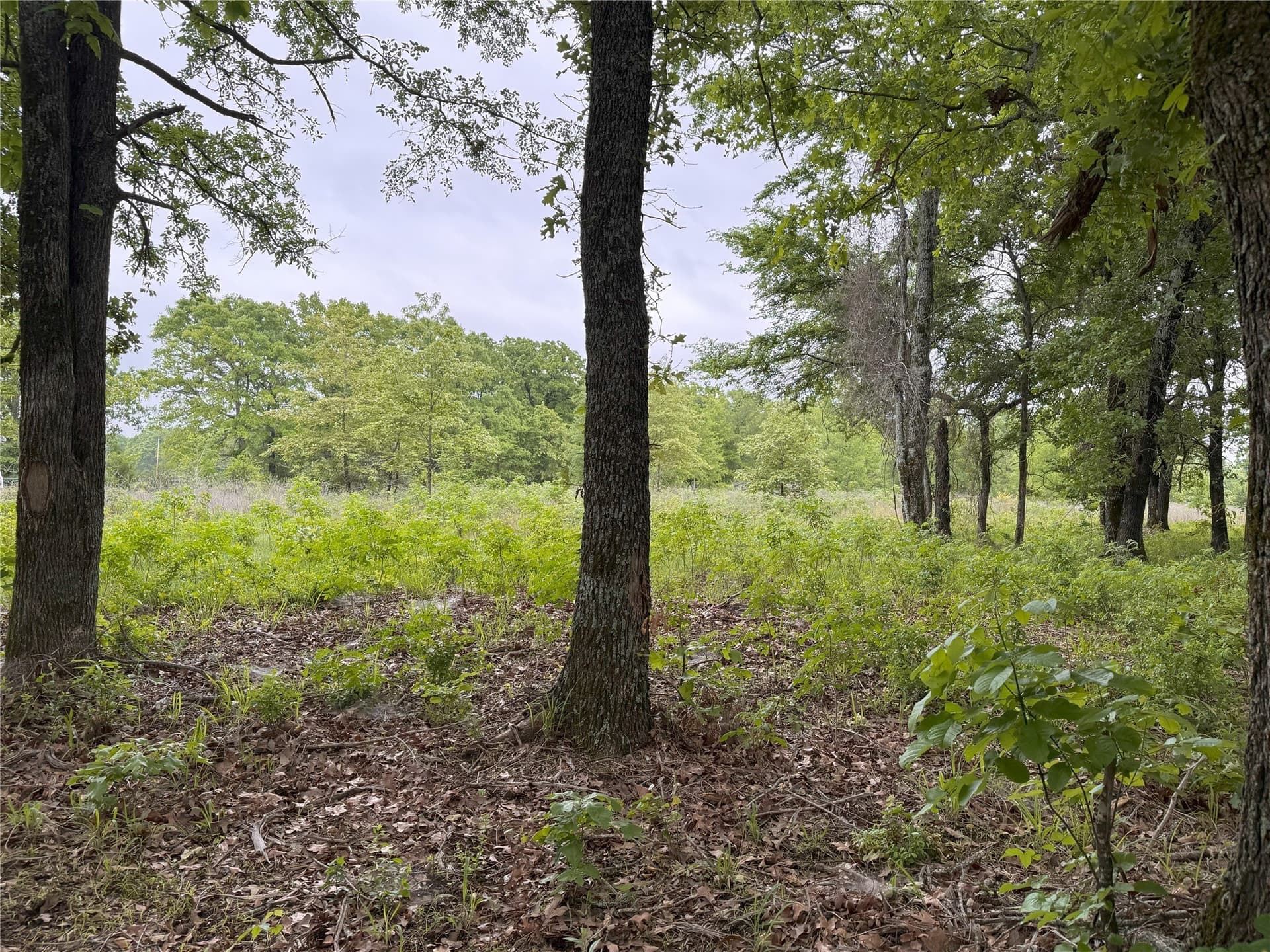 10.01 acres in Rains County - photo 9