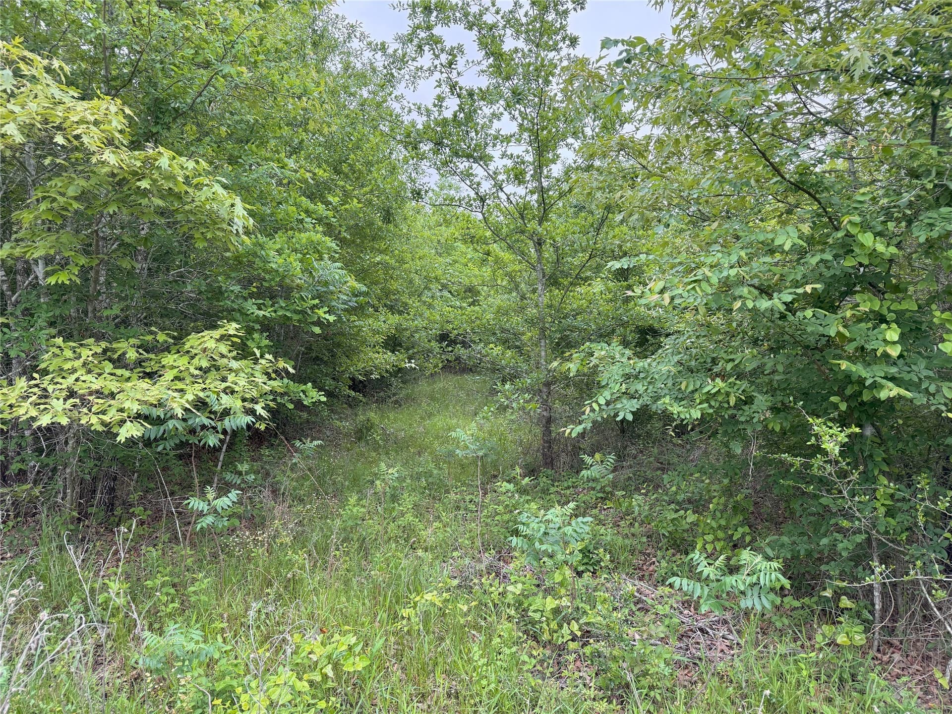 10.01 acres in Rains County - photo 13