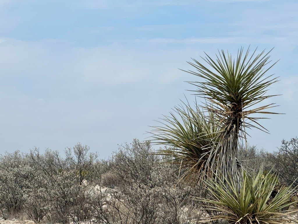126 acres in Terrell County - photo 23