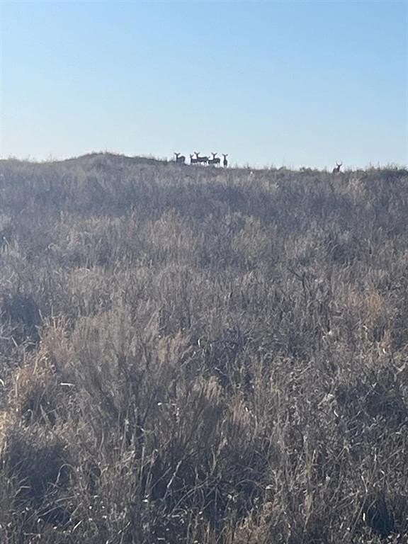 640 acres in Cochran County gallery image 3