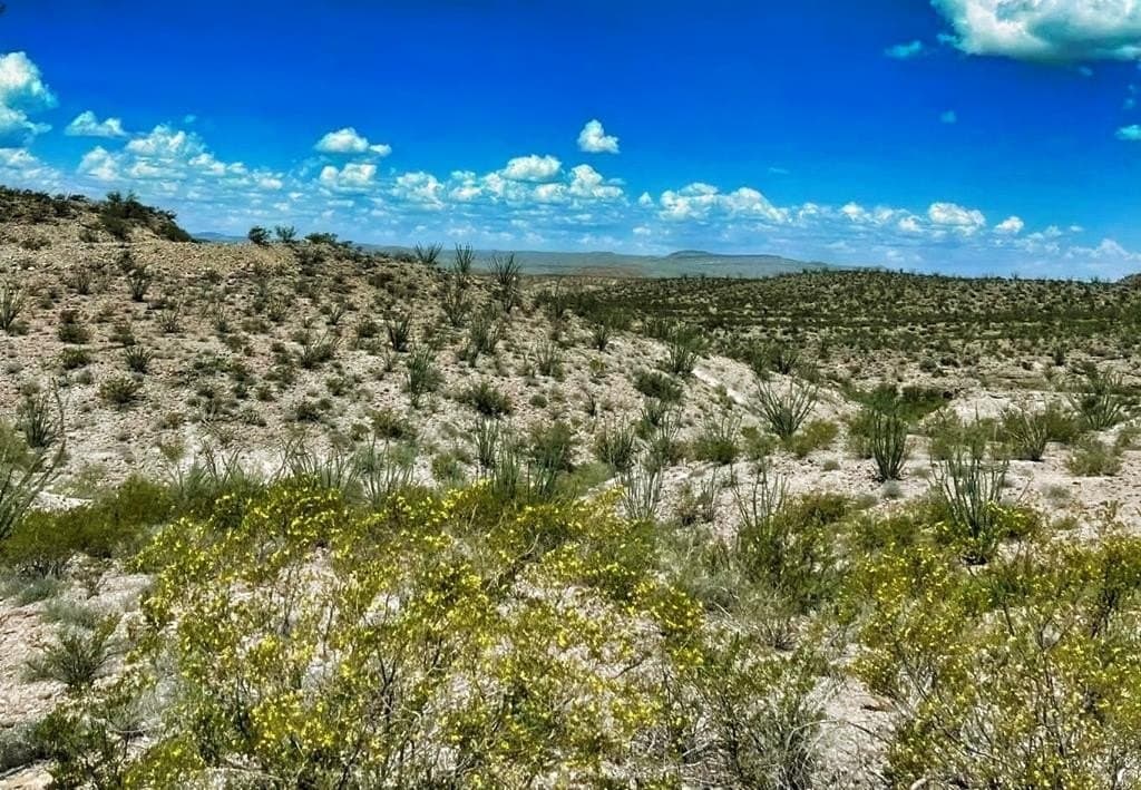 320 acres in Presidio County gallery image 4