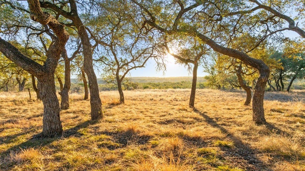 10.01 acres in Blanco County - photo 4