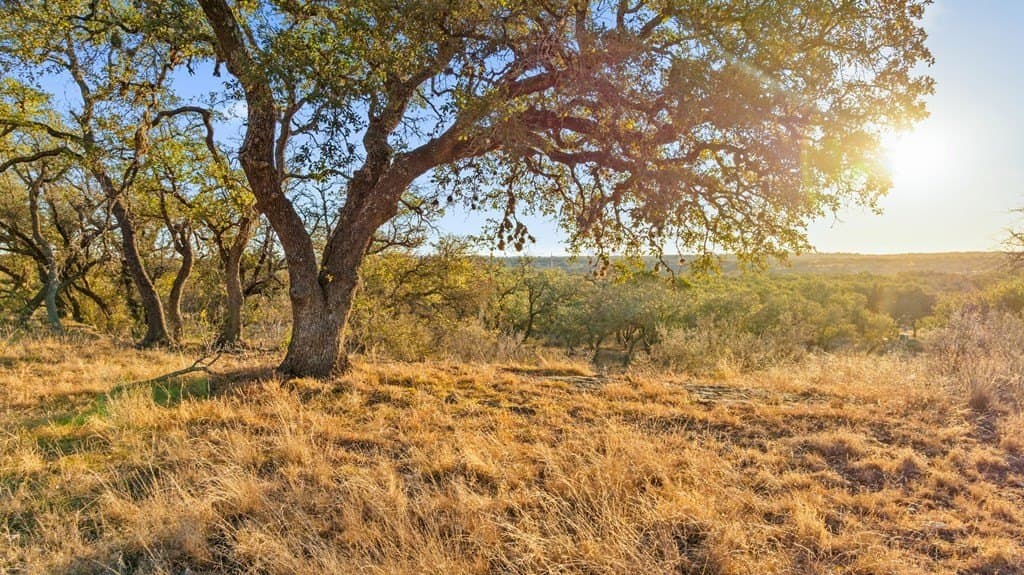 10.01 acres in Blanco County - photo 5