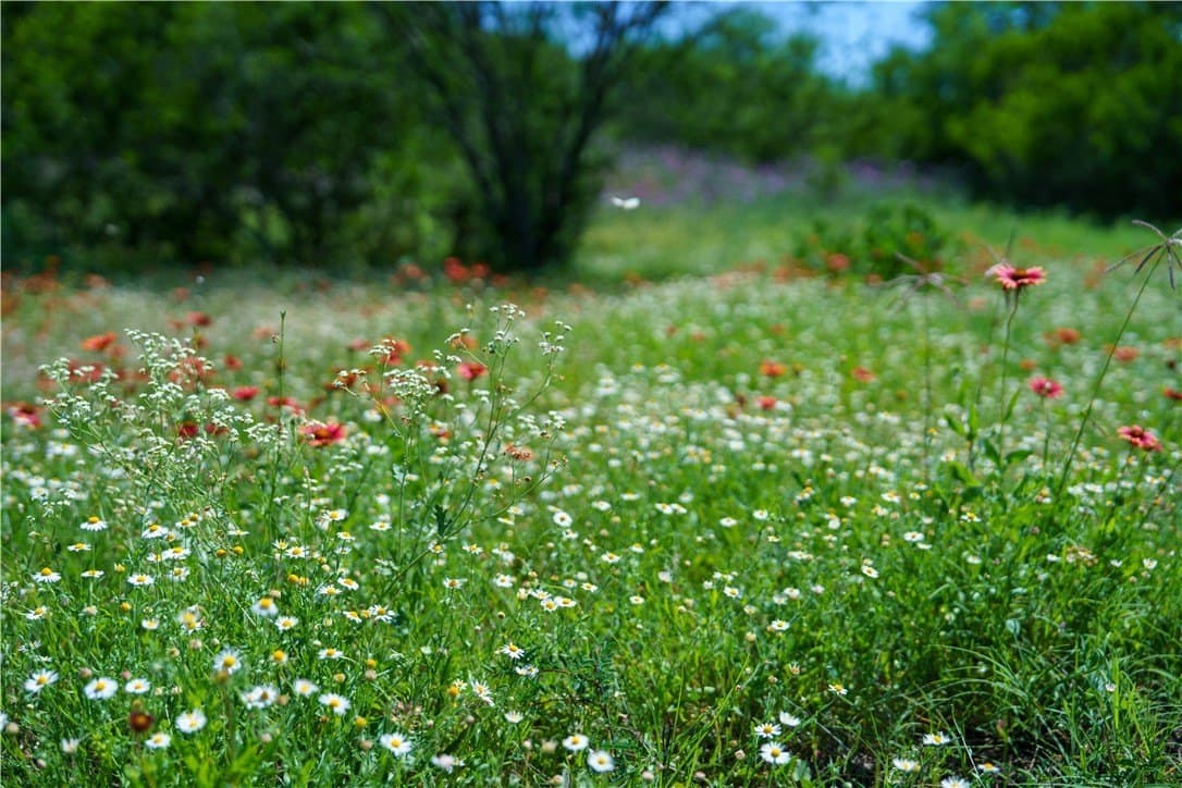 48 acres in Live Oak County - photo 21