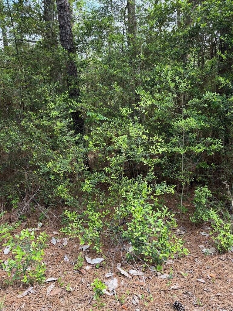 0.34 acres in Texas County - photo 2