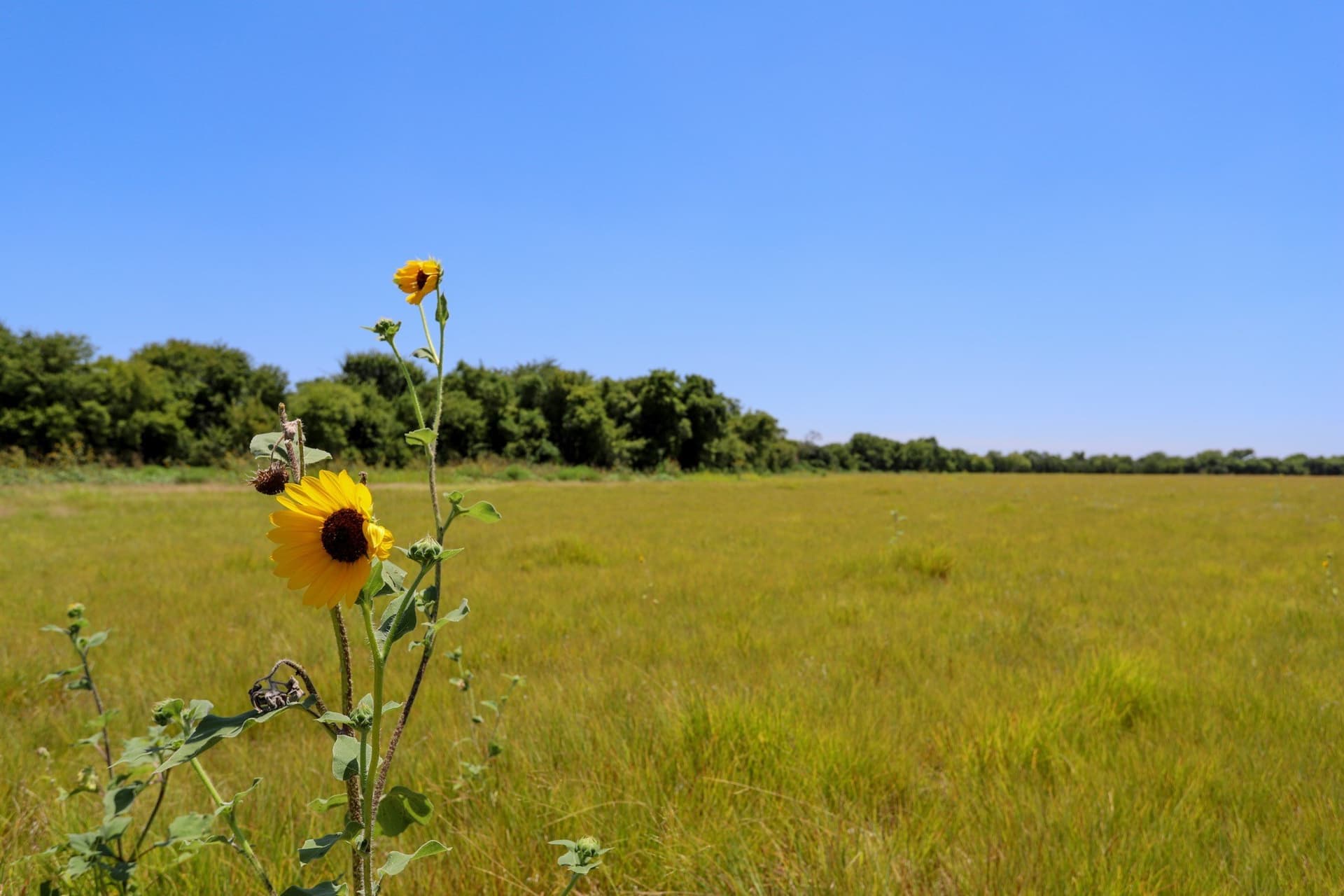 25 acres in McLennan County gallery image 4