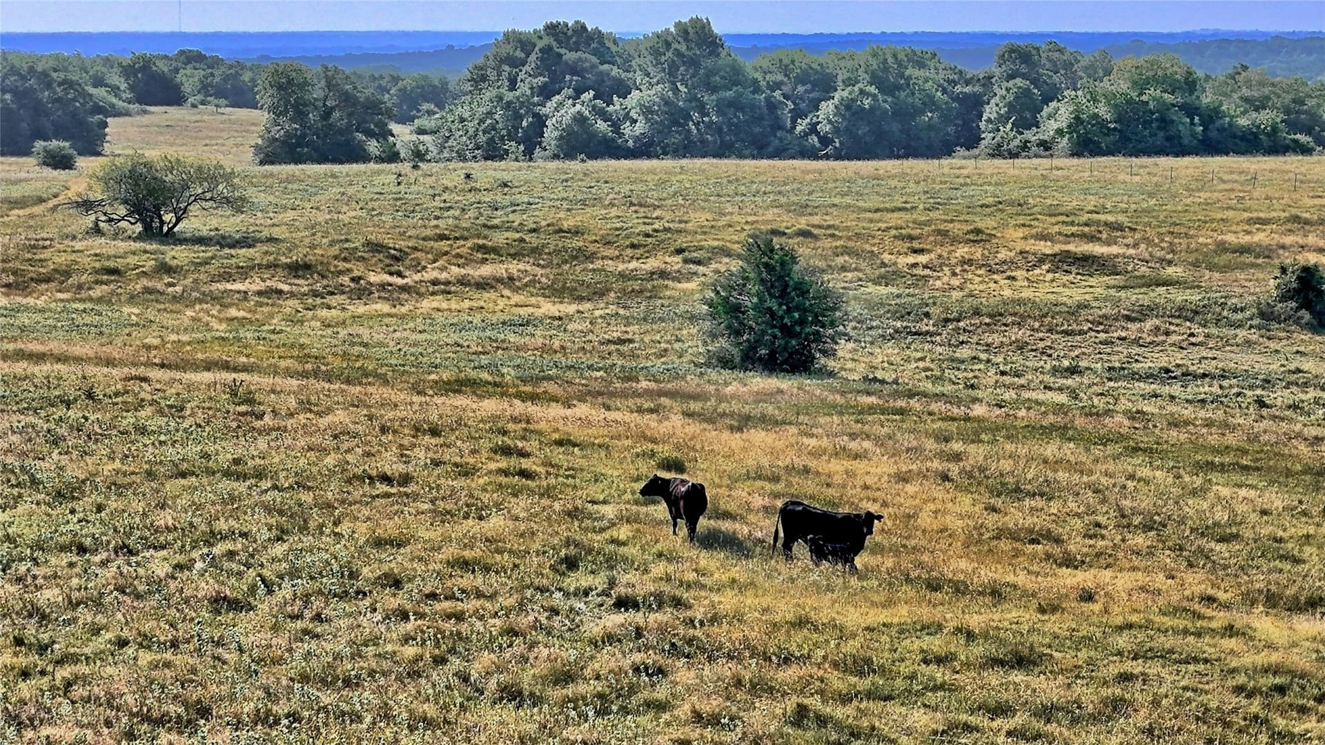 85.95 acres in Montague County - photo 26