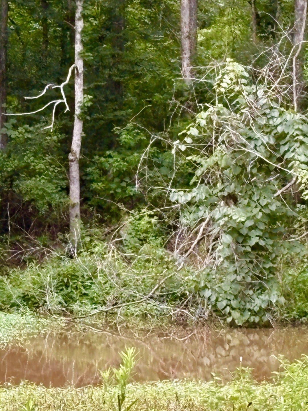 27.26 acres in Shelby County - photo 10
