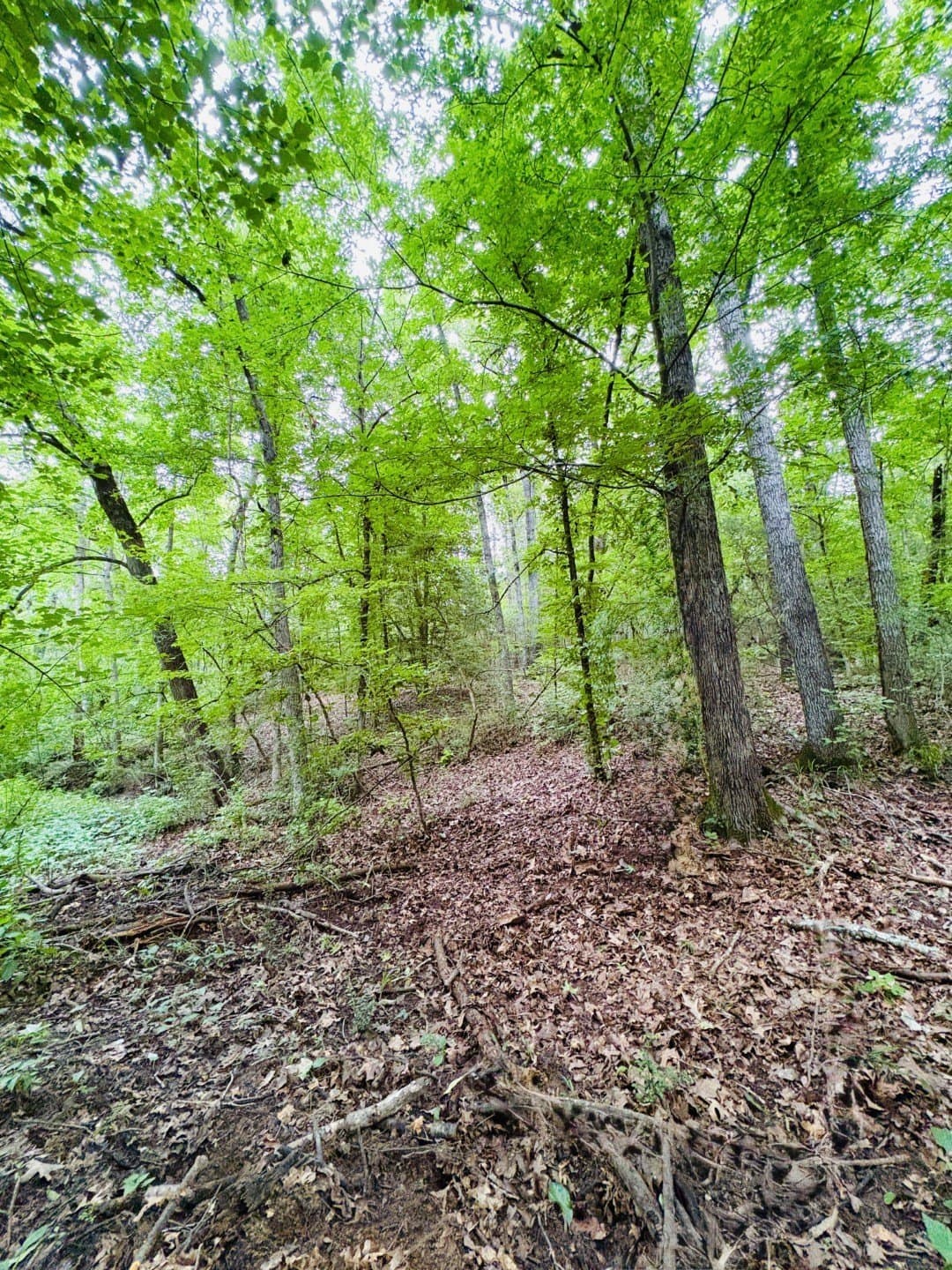 27.26 acres in Shelby County - photo 11