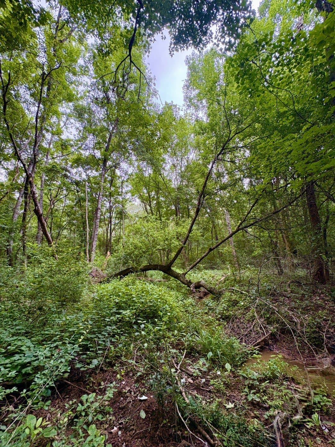 27.26 acres in Shelby County - photo 13