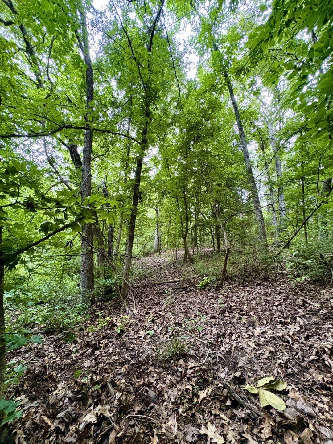 27.26 acres in Shelby County - photo 12