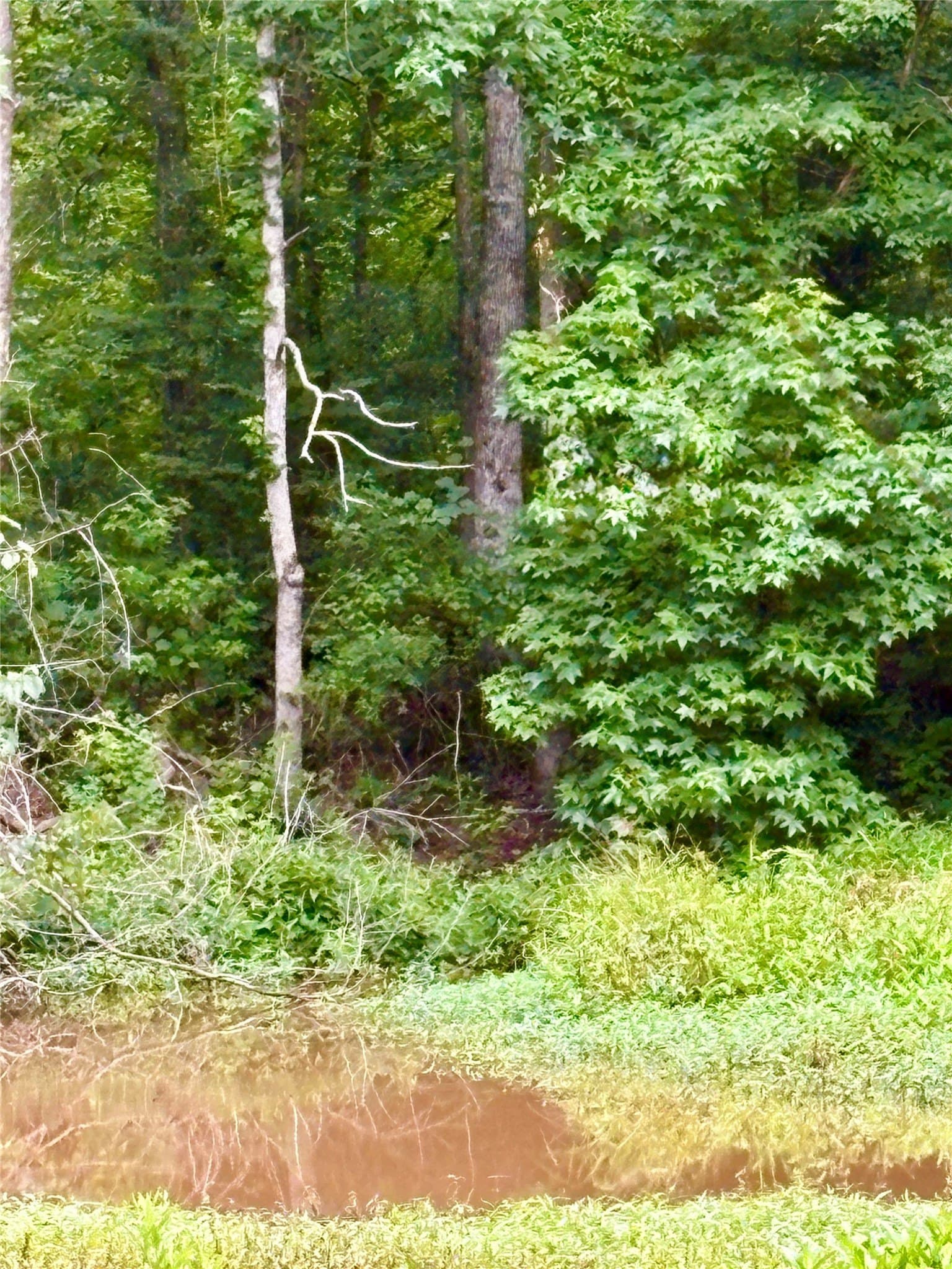 27.26 acres in Shelby County - photo 2