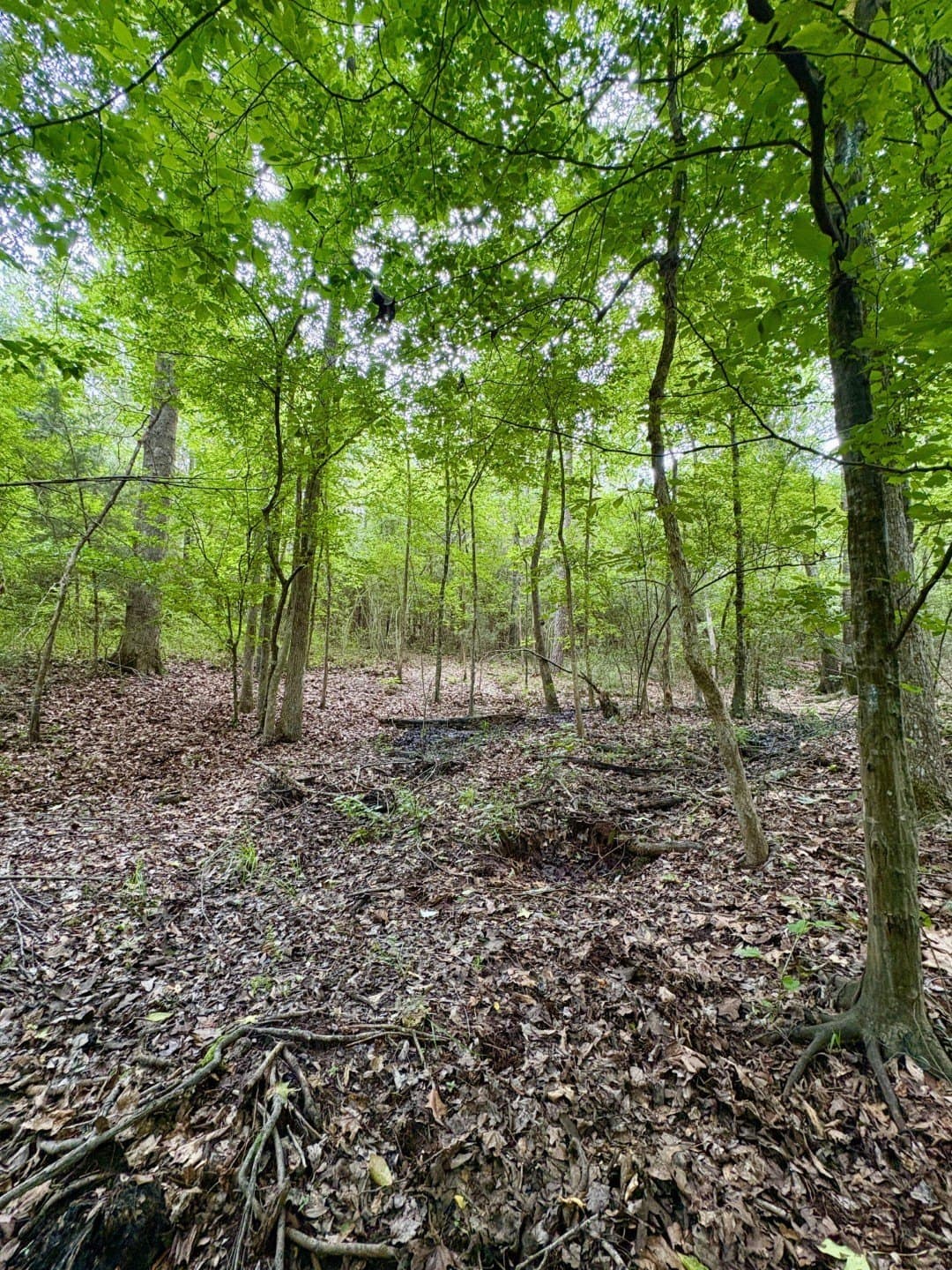 27.26 acres in Shelby County - photo 14