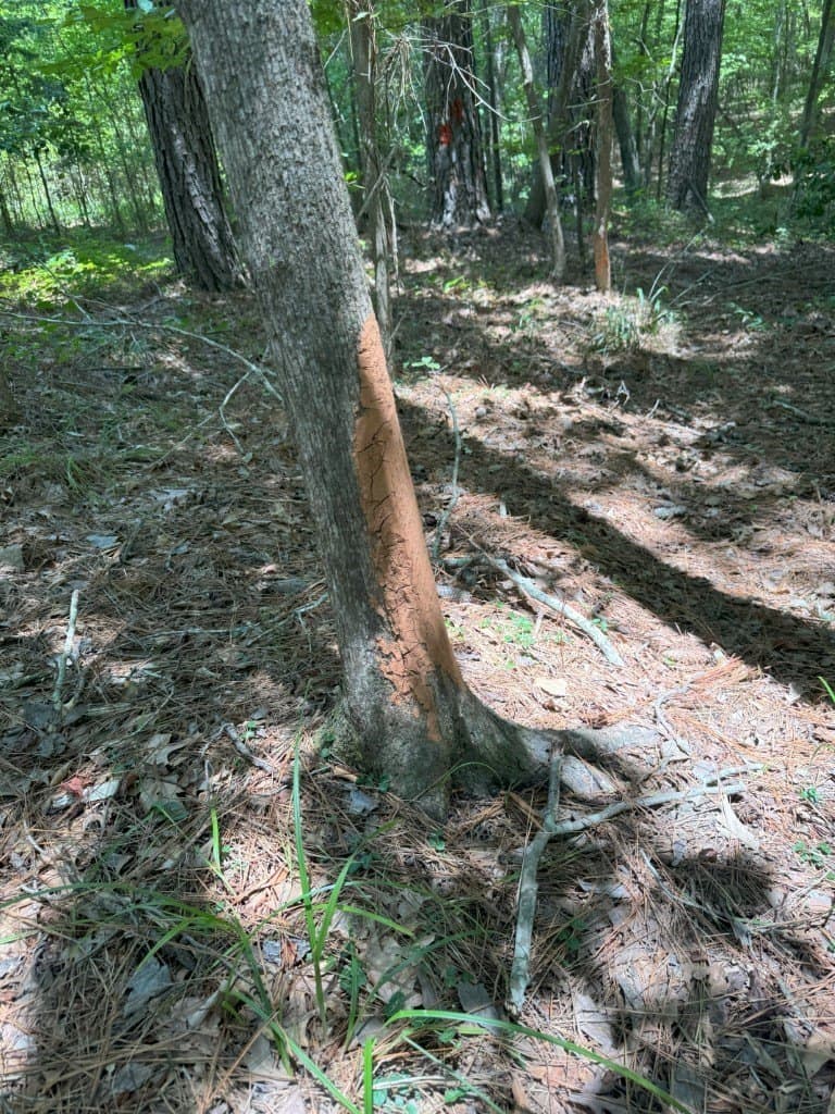 206 acres in Rusk County - photo 31