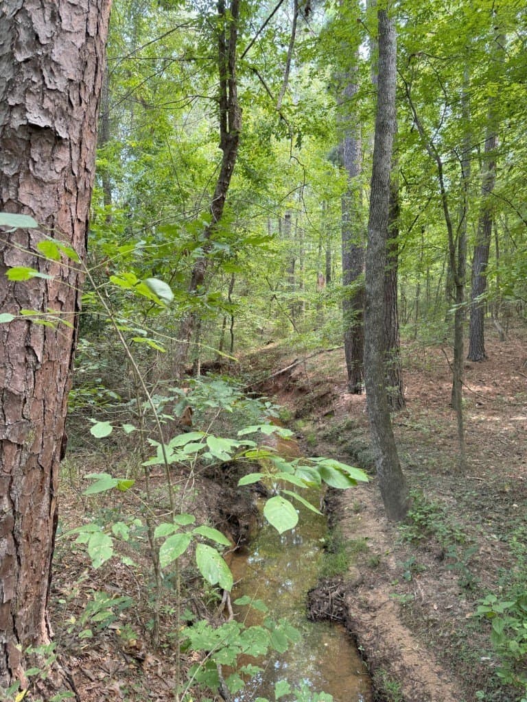 206 acres in Rusk County gallery image 2
