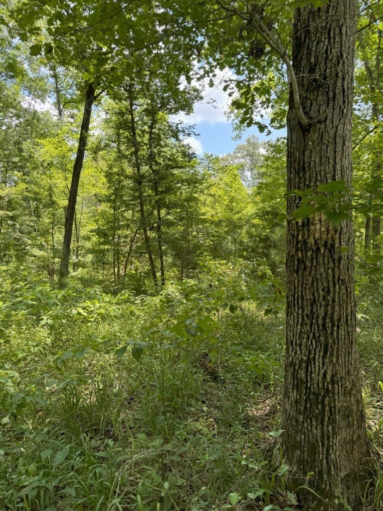 206 acres in Rusk County - photo 30
