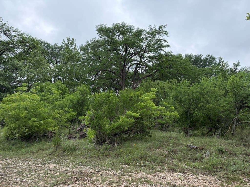 1.58 acres in Real County gallery image 3