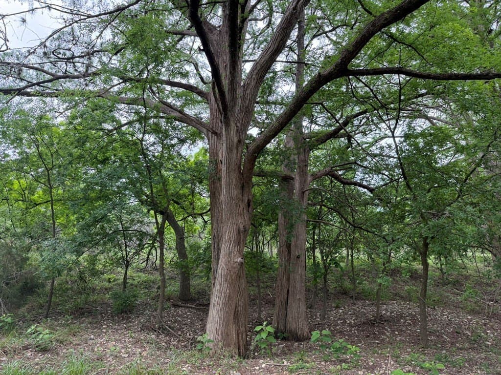 1.58 acres in Real County - photo 5