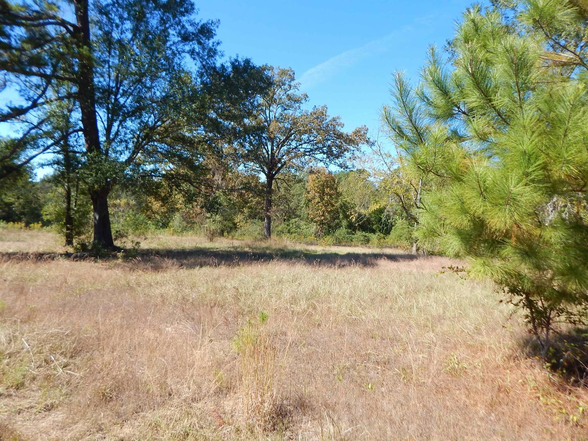 3.5 acres in Upshur County gallery image 4