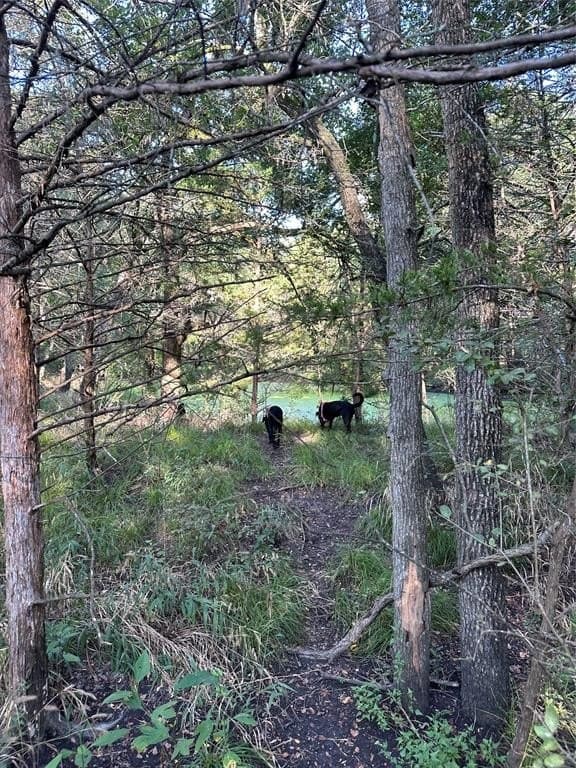 29.93 acres in Limestone County gallery image 4
