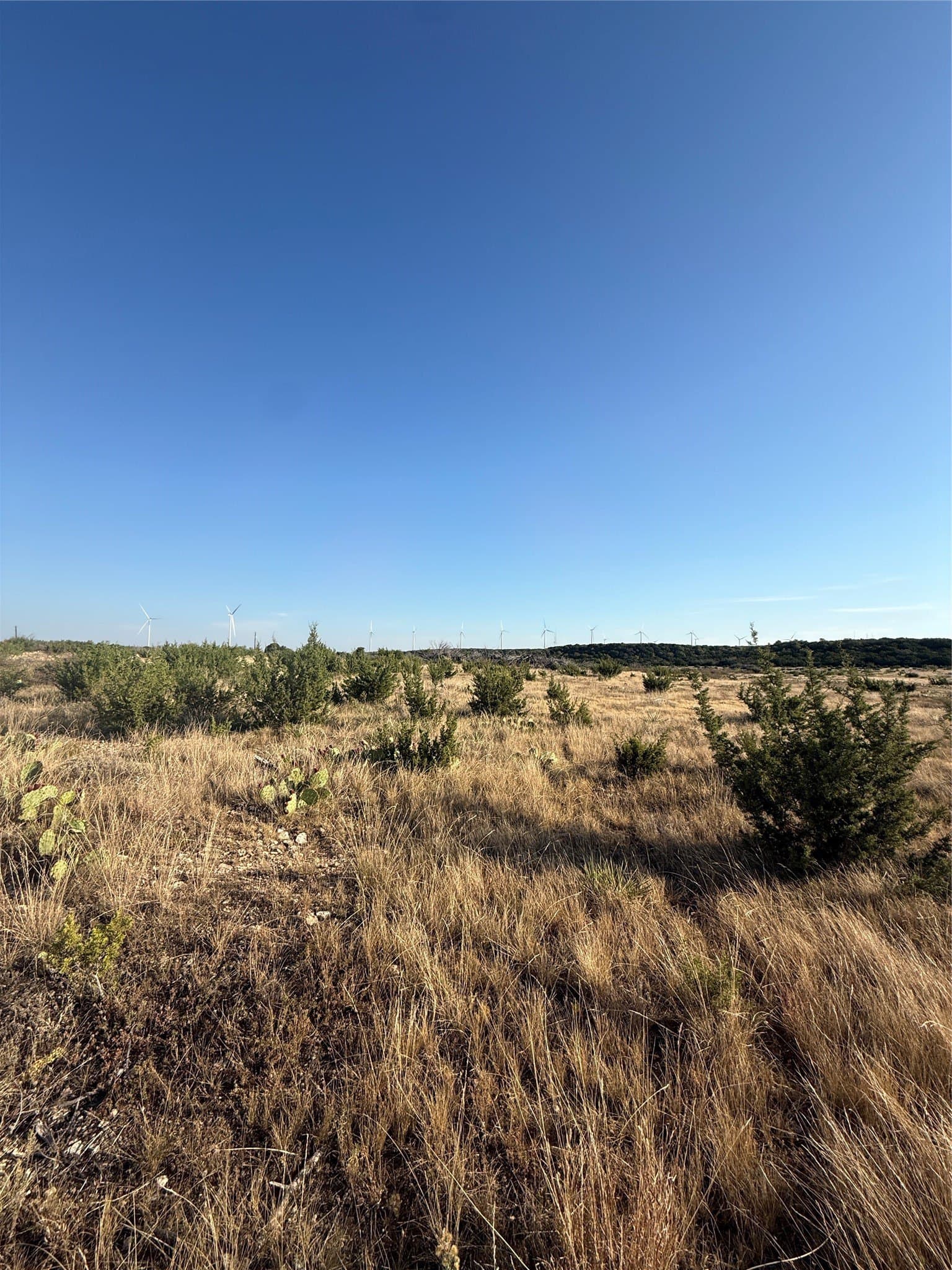 40 acres in Taylor County - photo 3