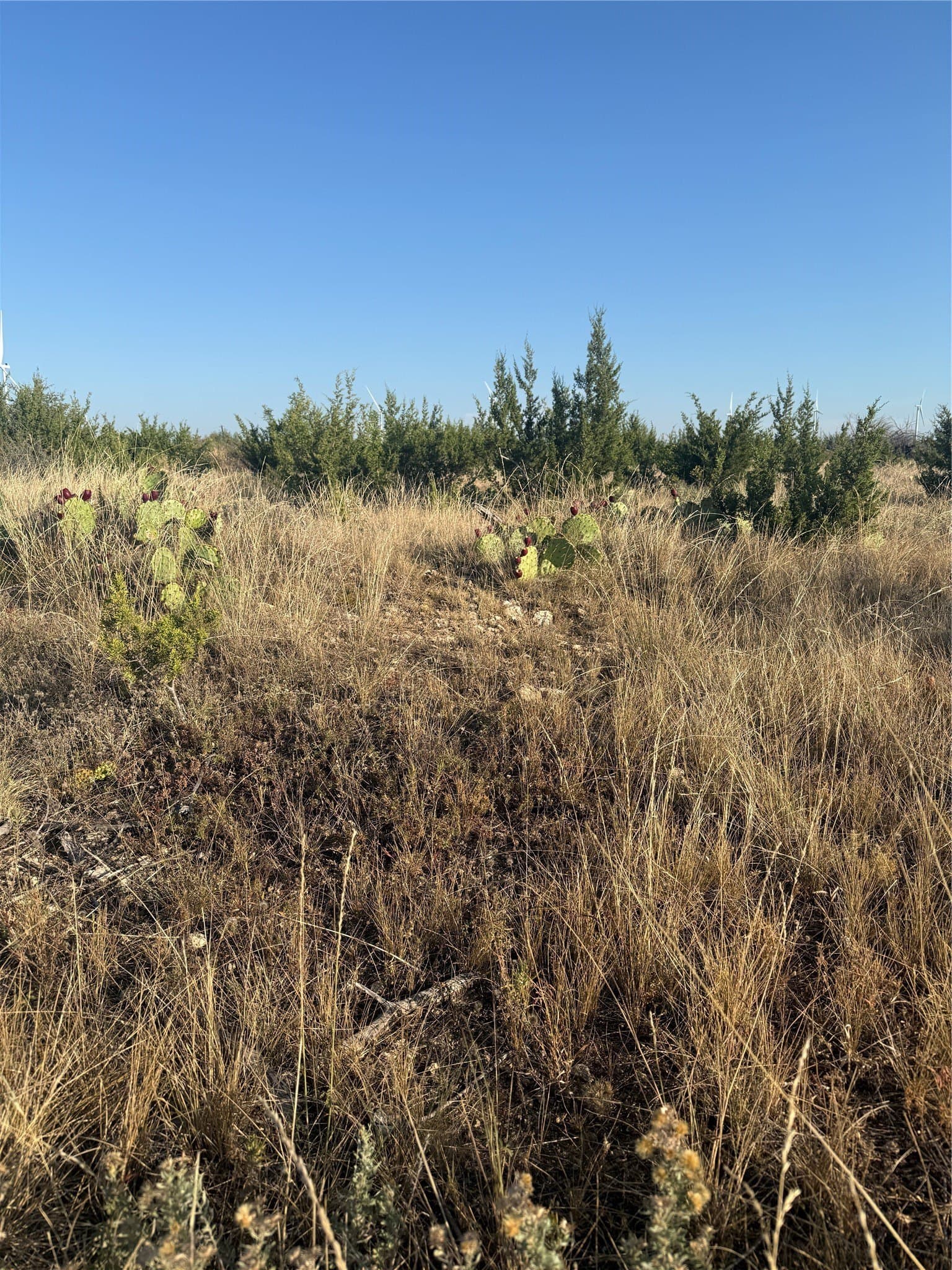 40 acres in Taylor County - photo 10