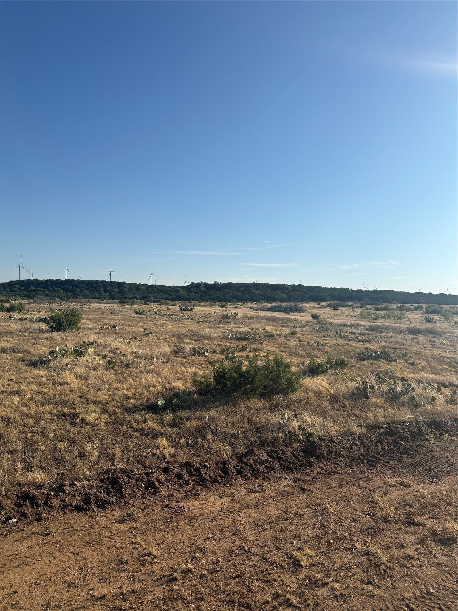 40 acres in Taylor County - photo 4