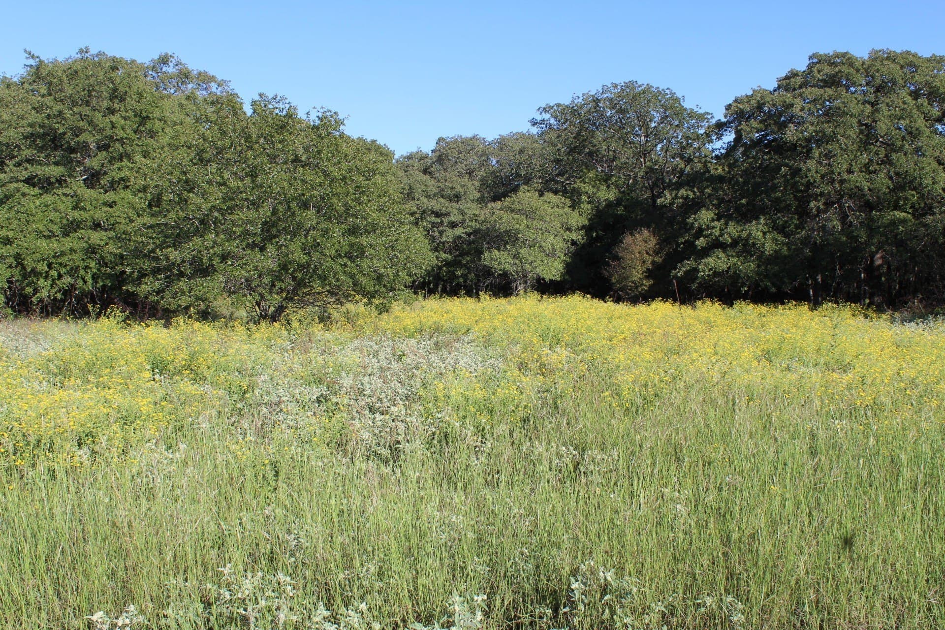 16.13 acres in Wise County gallery image 2