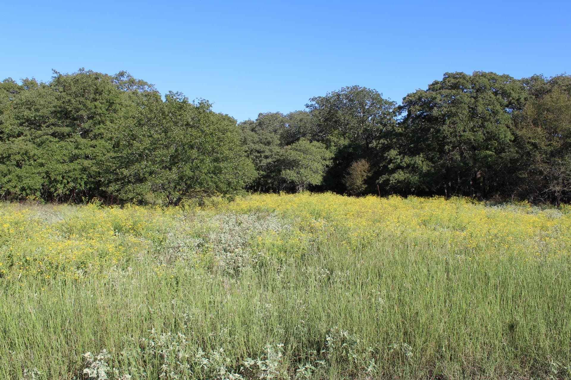 16.13 acres in Wise County gallery image 3