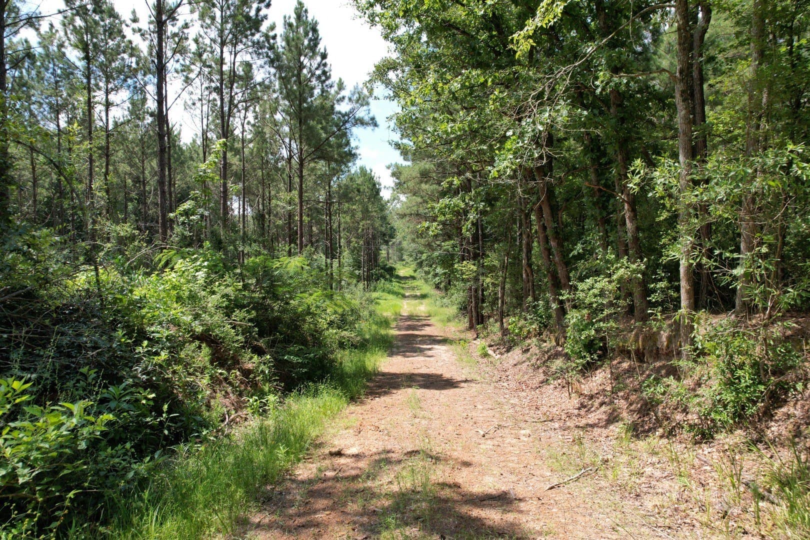 75 acres in Shelby County - photo 17