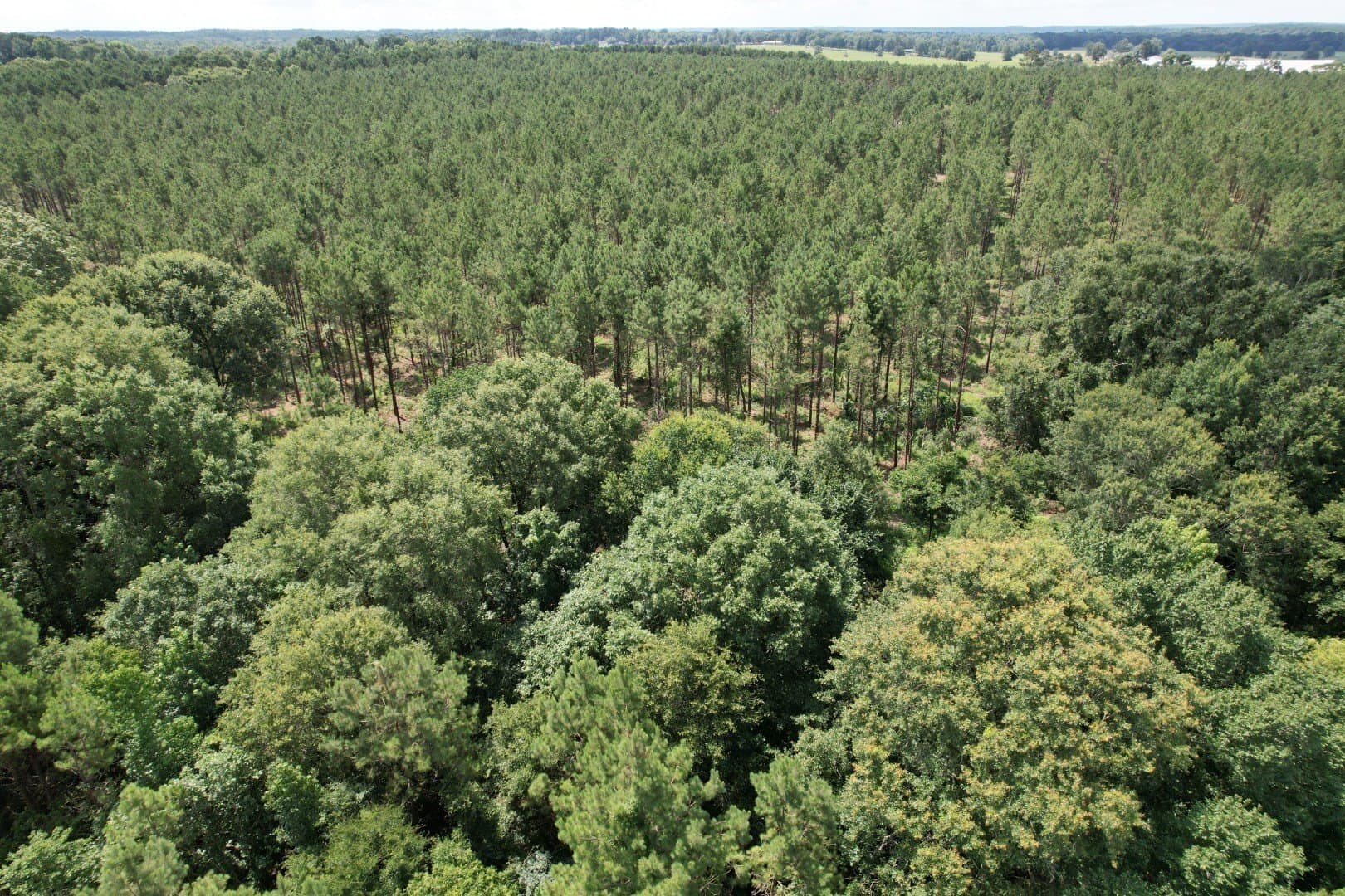 75 acres in Shelby County - photo 5