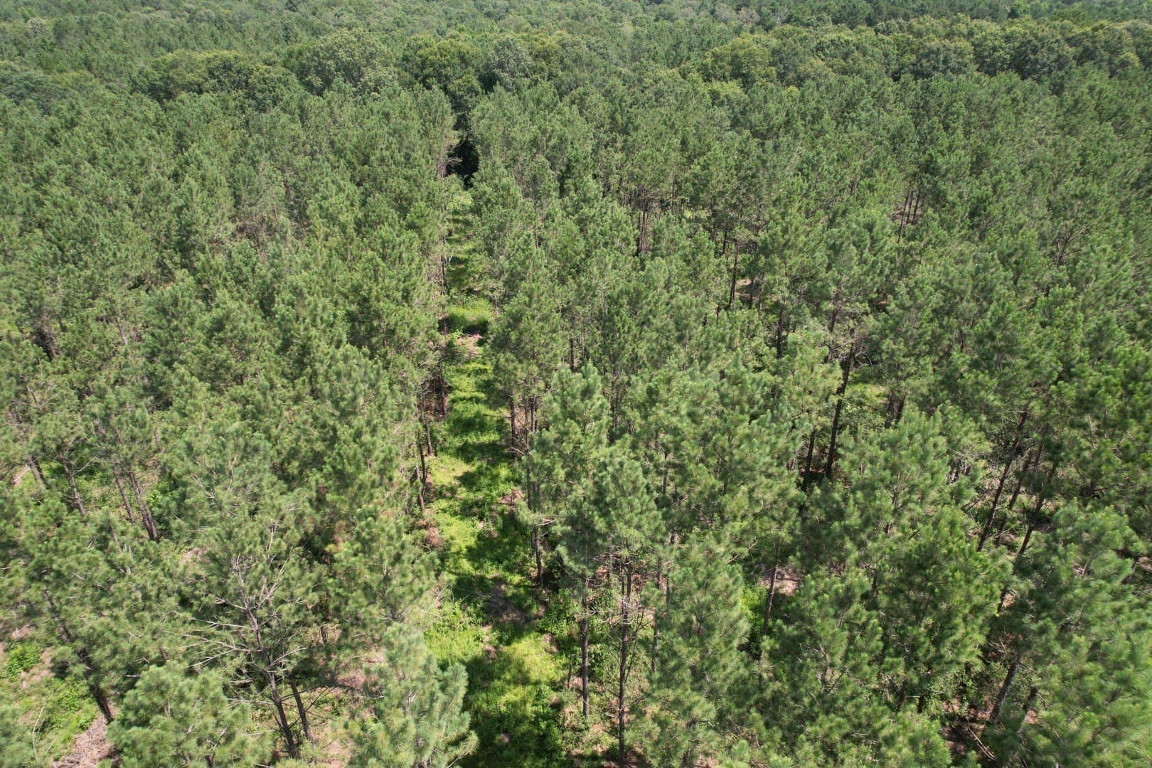 75 acres in Shelby County - photo 12