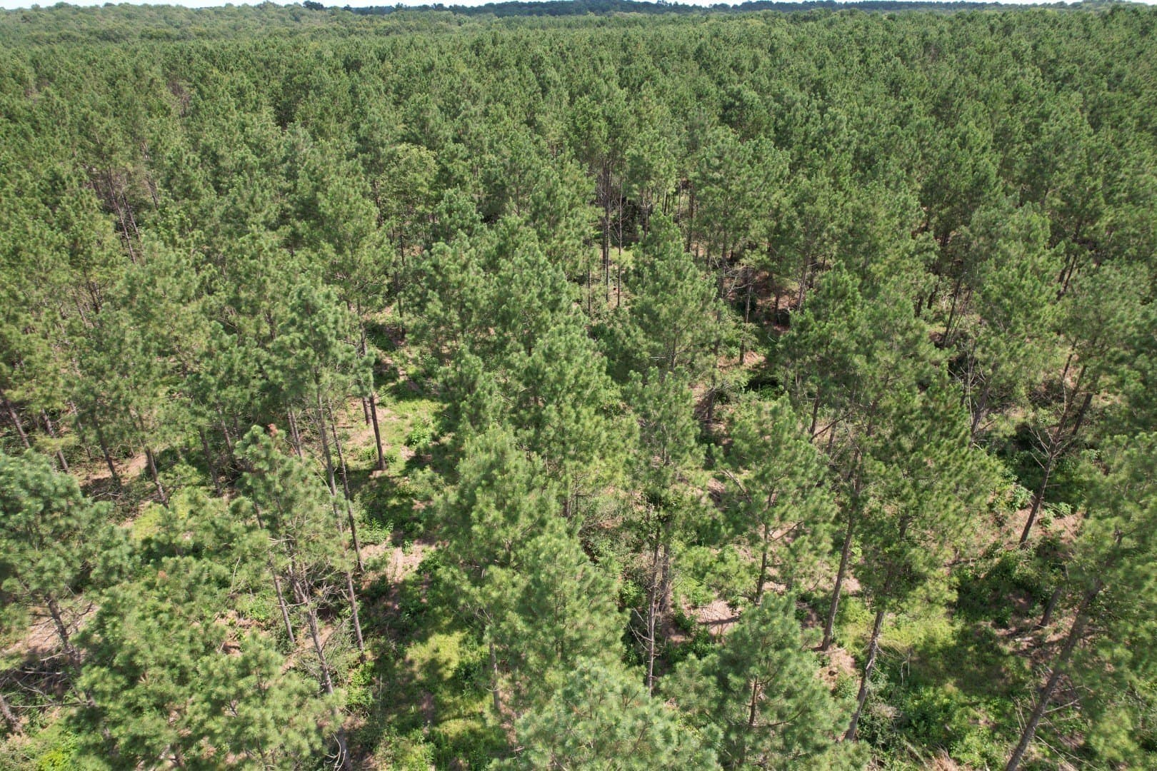 75 acres in Shelby County - photo 9