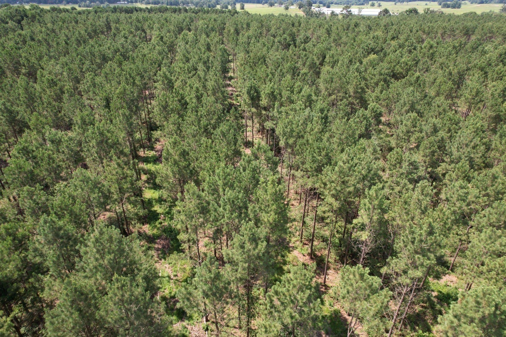 75 acres in Shelby County - photo 14