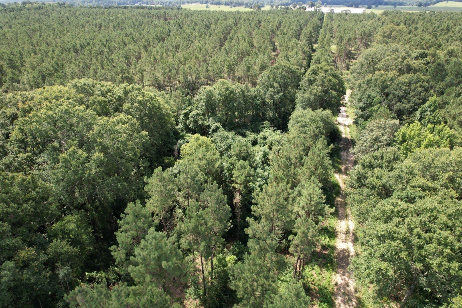 75 acres in Shelby County - photo 6