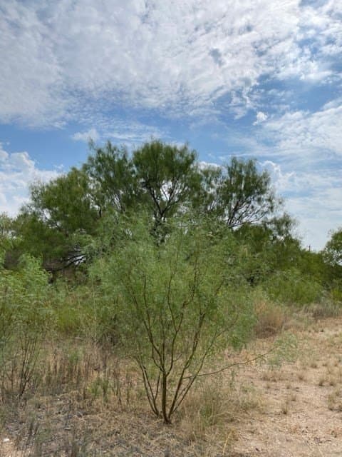 0.37 acres in Uvalde County - photo 8