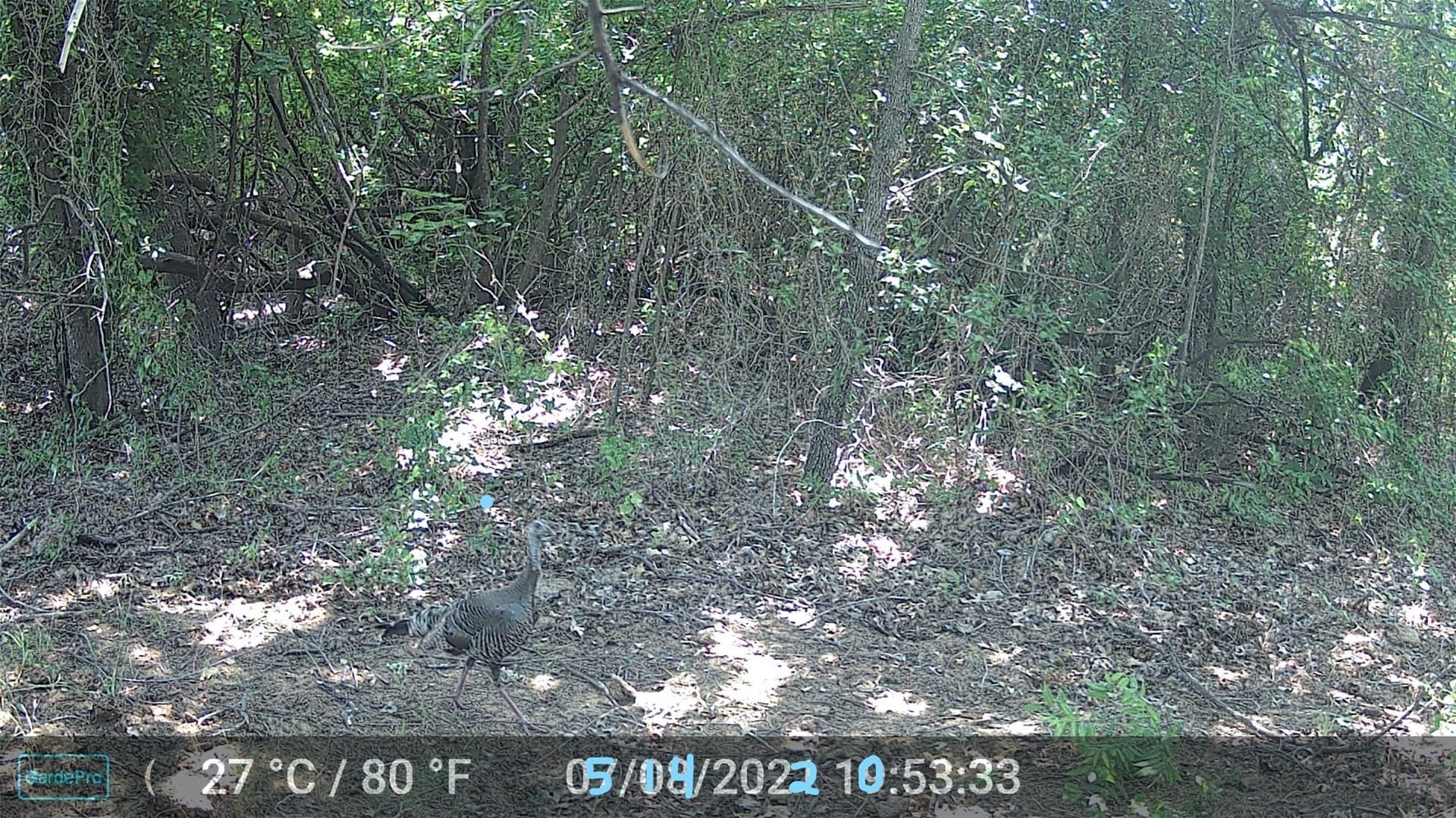 40.17 acres in Wise County - photo 2