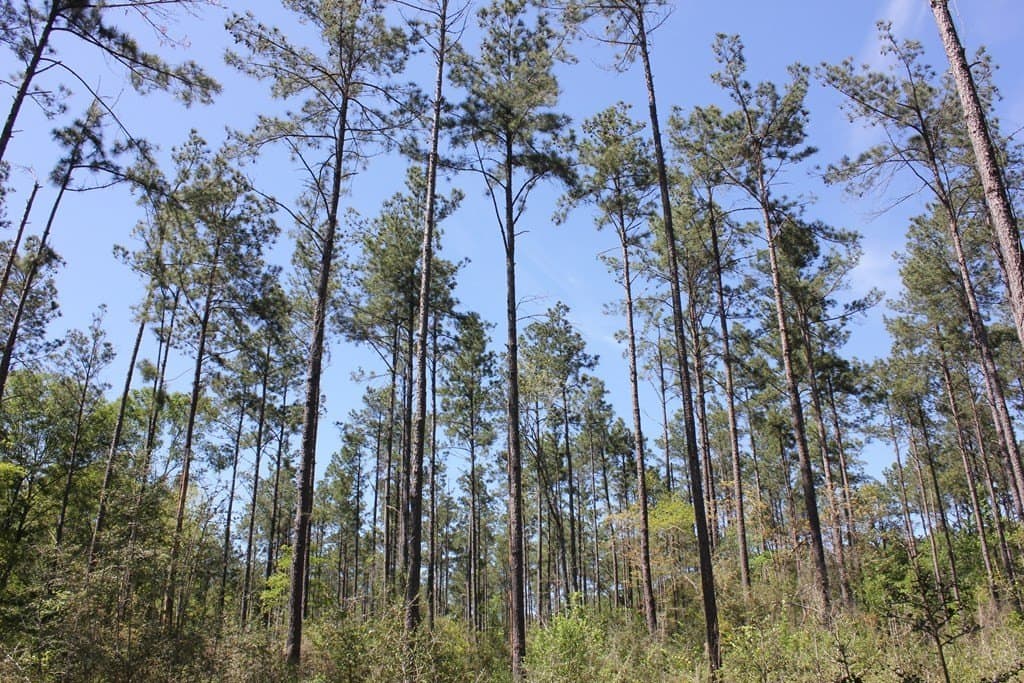 6.74 acres in Texas County - photo 3