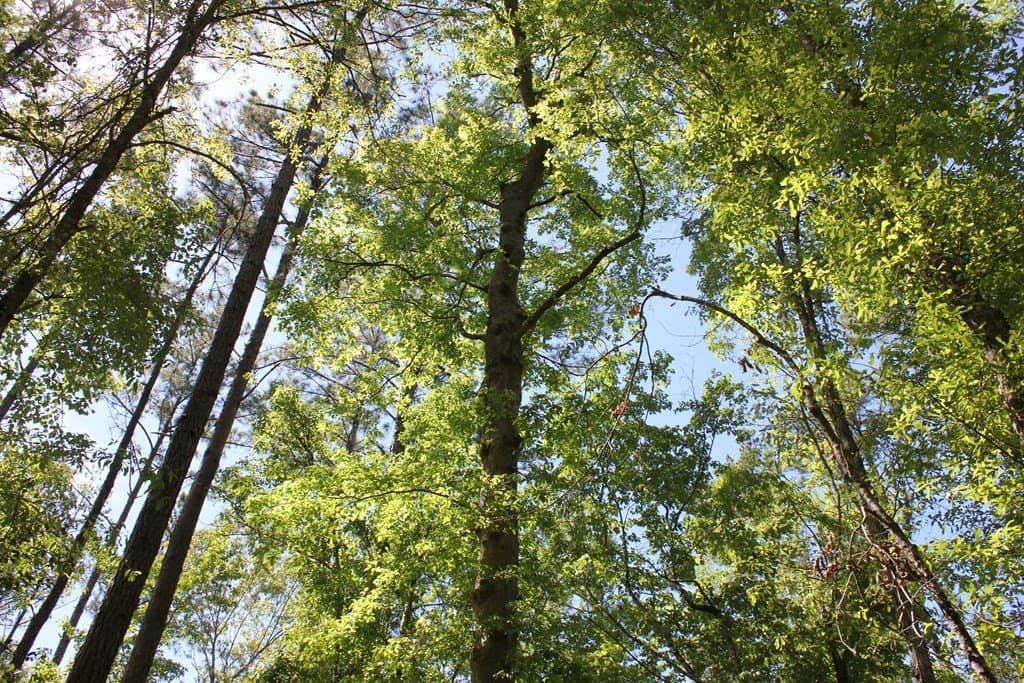 6.74 acres in Texas County - photo 5