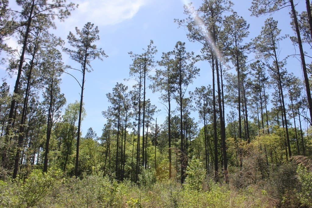 6.74 acres in Texas County - photo 7